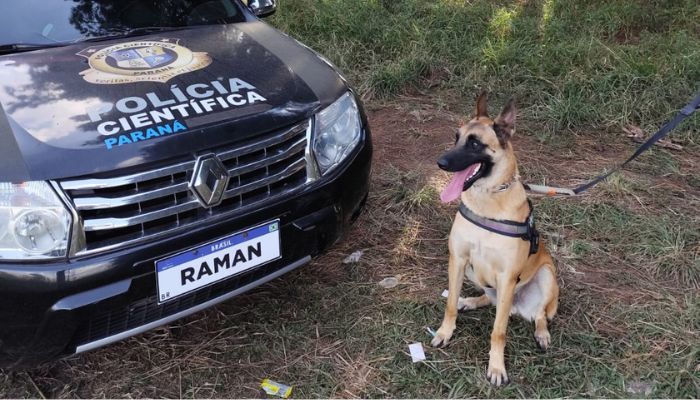  "Cão perito" do Paraná é um dos únicos especialistas em detecção de vestígios de sangue no Brasil 